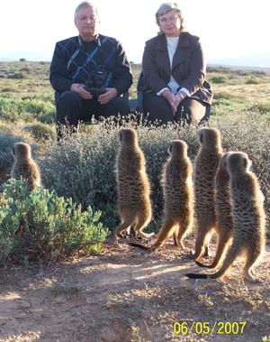 meerkat suricate meerkats suricates Meerkat Magic Tour at The Meerkat Magic Conservation Project with The Ungulungu wild meerkat / suricate group around Oudtshoorn, Western Cape, South Africa.